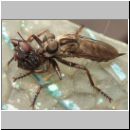 Tolmerus sp - Raubfliege w01b.jpg